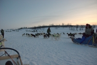 Dog Sledding