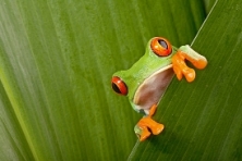 Costa Rica Tour and SeaDream Cruise