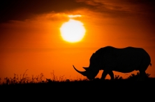 2013 Safari and South African Cruise on Silversea