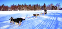 Dogsledding