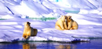 Polar Bears