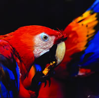 Amazon basin cruise expeditions