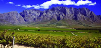 Winelands vineyard, South Africa