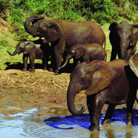 Game Drive, South Africa