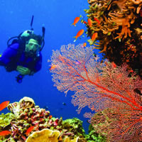 Sydney,Rock & Reef 
