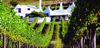 Hawke&rsquo;s Bay Vineyard