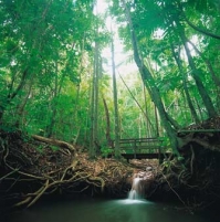 Dunk Island tropical rainforest