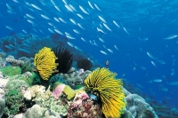 Great Barrier Reef