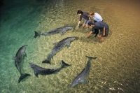 Tangalooma