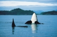Whales, Bears & Vancouver Island