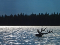 Elk swimming, Jasper National Park 
