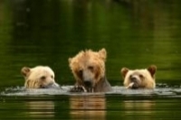 Grizzly Bears of Knight Inlet
