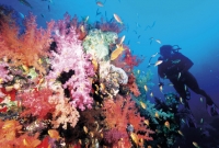 Red Sea diving