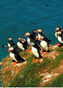 Puffins