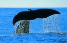 Whales