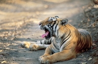 India tiger safaris