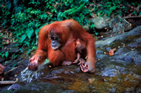 Sights of Sumatra, Indonesia 