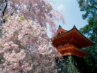 Hokkaido and Honshu highlights