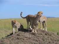 Kenya Safari and Coast