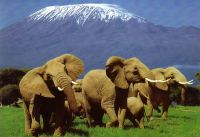 Tanzania Elephants 