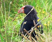 Native Tiri Tiri Bird