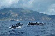 The Azores