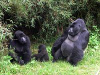 Gorilla Safari - Parc National Des Volcans