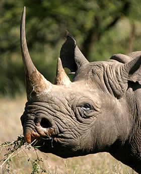Black Rhino 