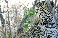 Cape, Wine, Garden Route & Safari 