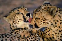 Cheetahs