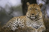 On safari South Africa