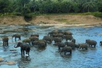 Pinnawela Elephant Orphanage