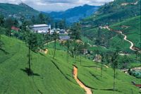 Tea Plantations
