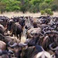 The Great Migration