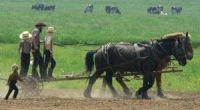 Amish Farmers