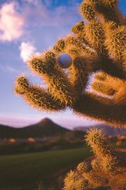 Golf in Phoenix & Scottsdale has its hazzards!