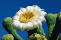 Saguaro Blossom 