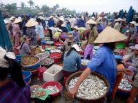 Hoi An Fish Market Vietnam