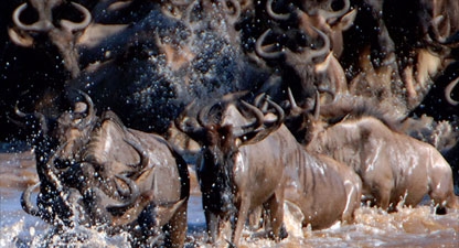 The Great Migration