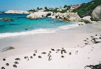 African penguins at Boulders Beach, Cape Peninsula