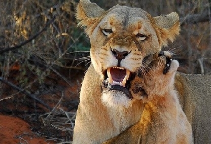Lion and cub