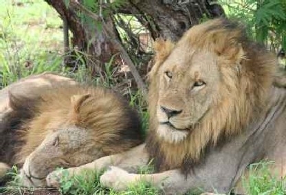 Male lions at Exeter