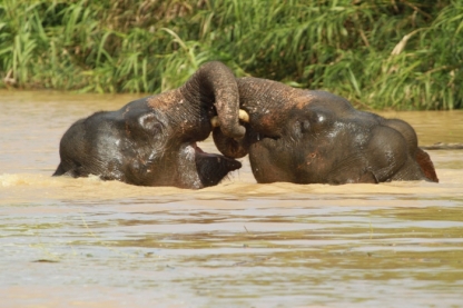 Elephants