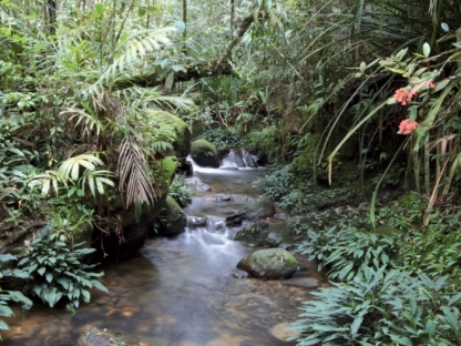 Jungle
