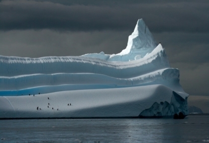 Antarctic Explorer - Gentoo Penguins