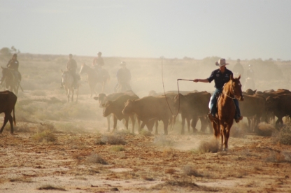 Australian Cattle Droving Holiday