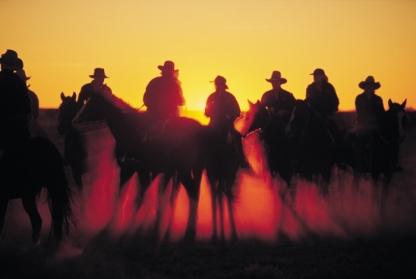 Australian Outback Cattle Drive