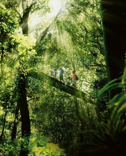 Gold Coast Hinterland Canopy Walk
