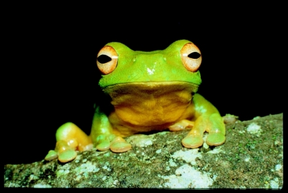 Australian Native - Orange Eyed Tree Frog