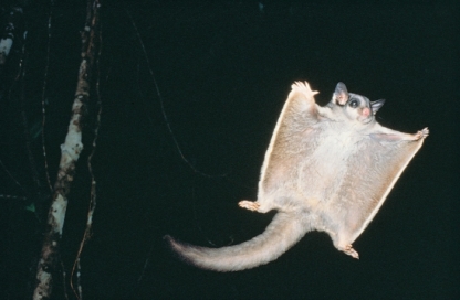 Australian Native - Sugar Glider